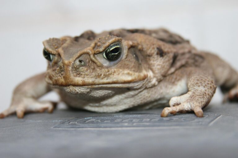 20代の食生活が肌荒れに与える影響とは？