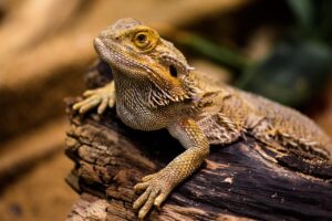 生理中に必要なカルシウムの効果とは？