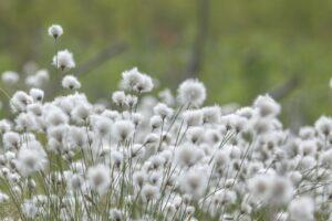 生理周期におけるコットンと綿の比較はどれが優れているのか？