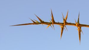 生理痛をやわらげるための漢方茶のおすすめは？