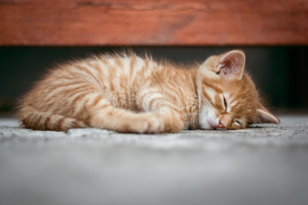 睡眠の質を向上させるために女性ホルモンはどのように影響するのか？