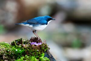 生理前にできるニキビの背中の原因は何ですか？