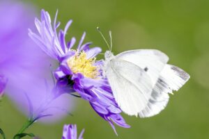 腸内環境を整えることで肌やPMSにどんな影響があるの？