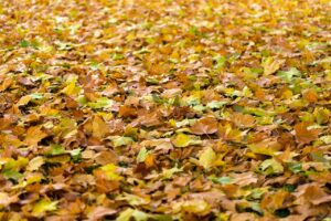 生理周期に合わせた秋の乾燥による肌荒れ対策は？